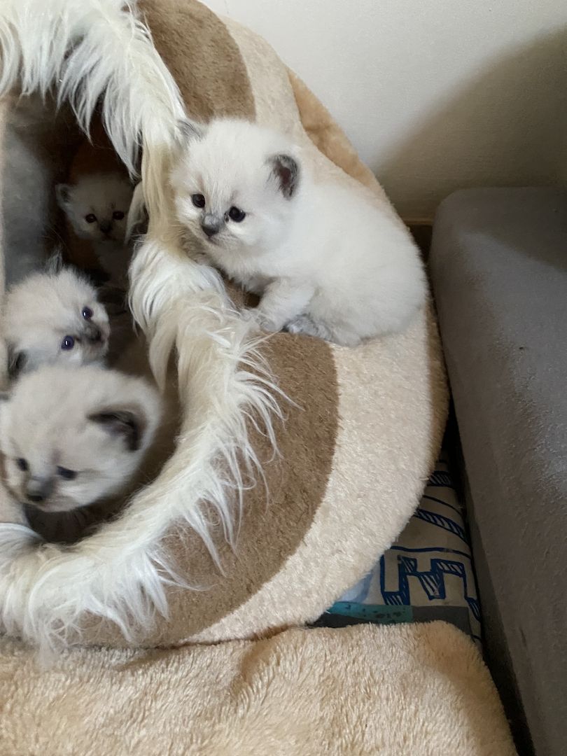 Heilige Birma Kitten