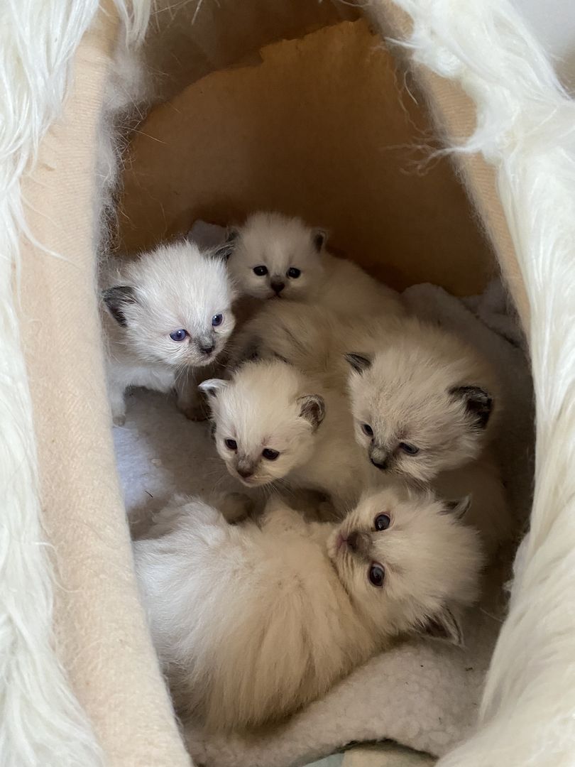 Heilige Birma Kitten