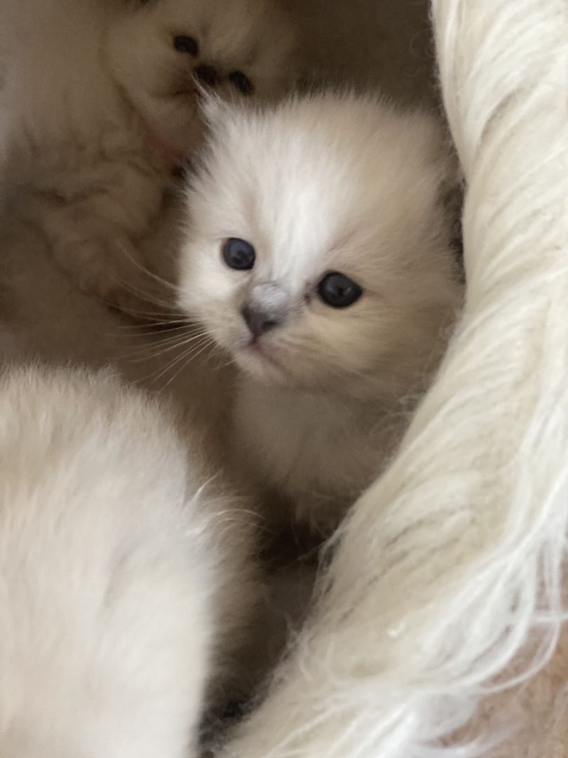 Heilige Birma Kitten