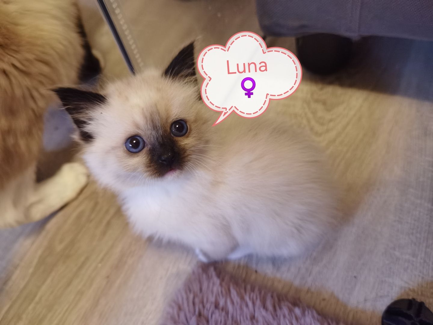 Ragdoll Kitten Ragdoll Kitten