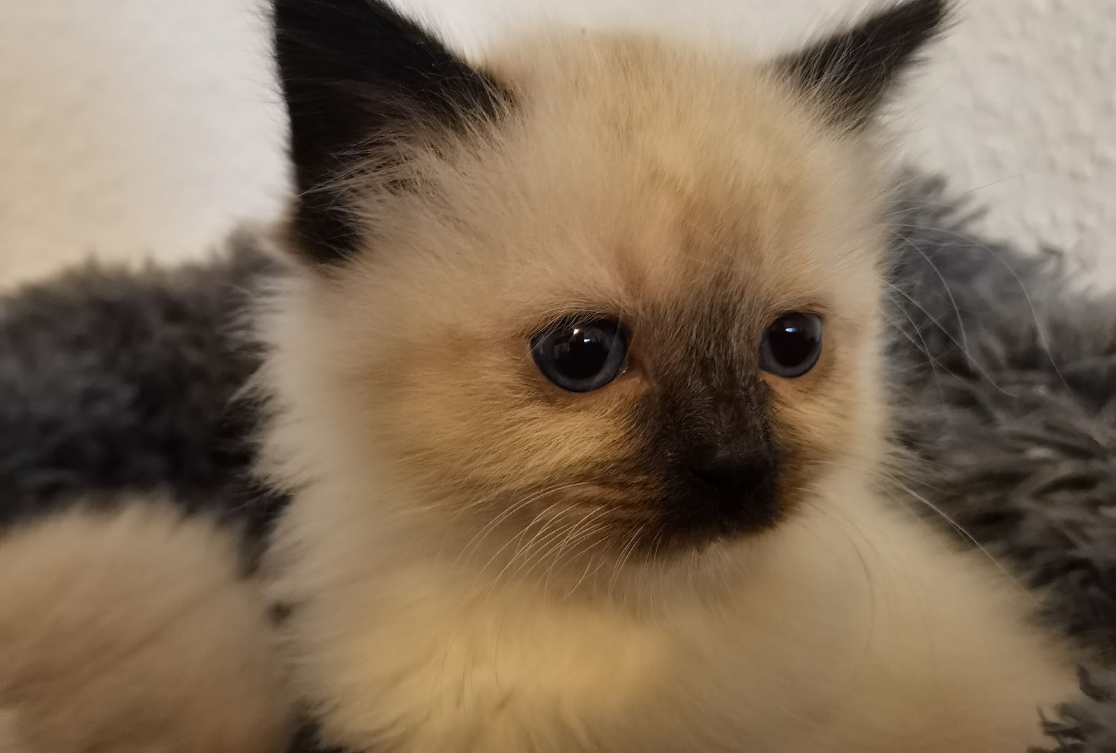 Ragdoll Kitten Ragdoll Kitten