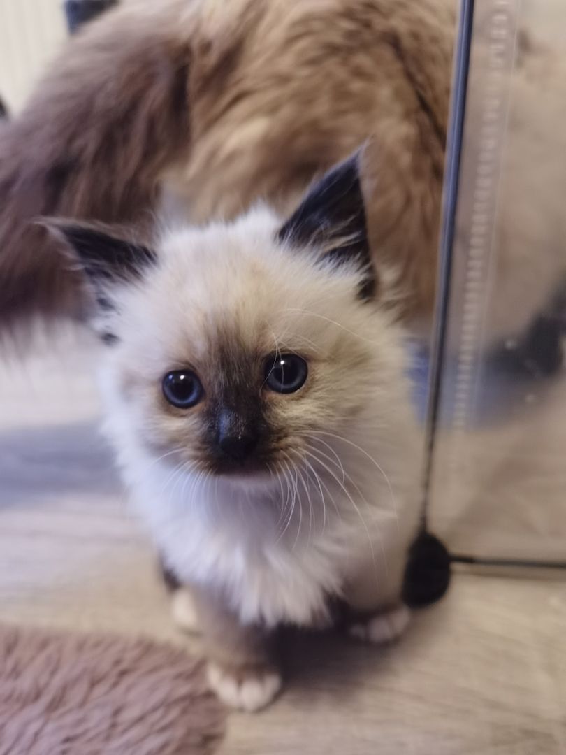 Ragdoll Kitten Ragdoll Kitten