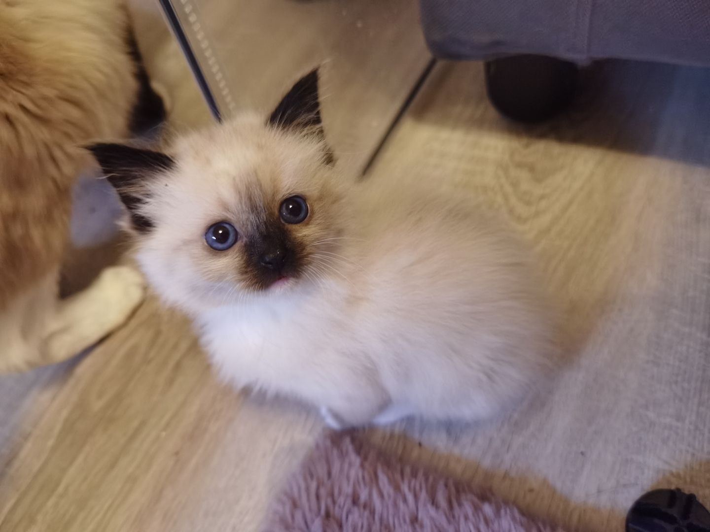 Ragdoll Kitten Ragdoll Kitten