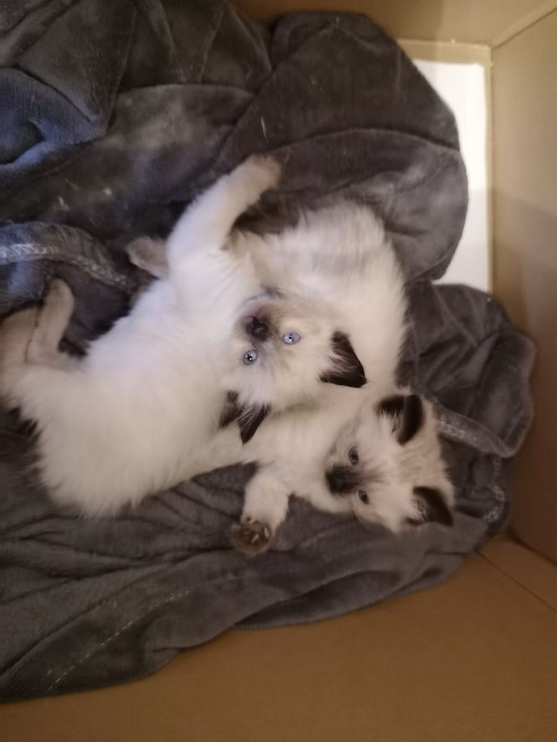 Ragdoll Kitten Ragdoll Kitten