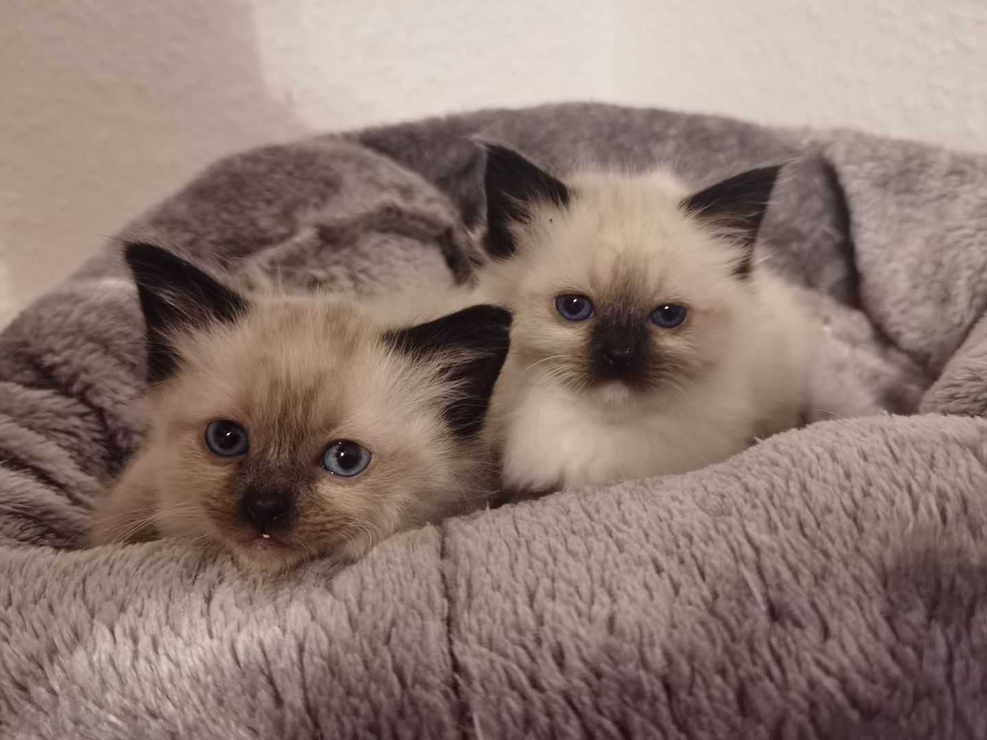 Ragdoll Kitten Ragdoll Kitten