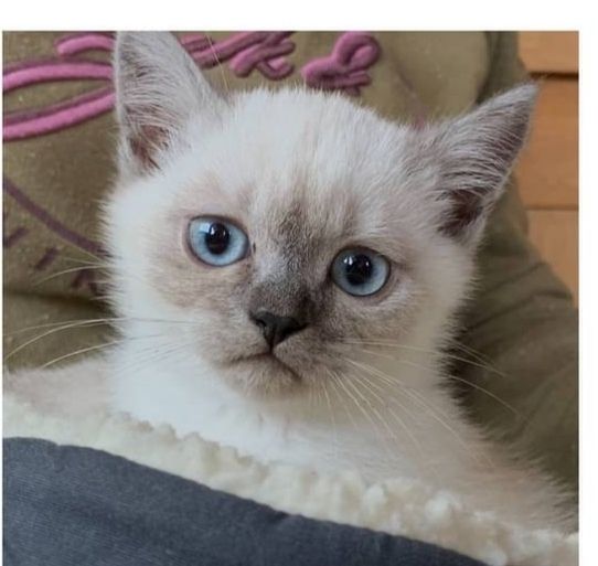 Britisch Kurzhaar Kitten