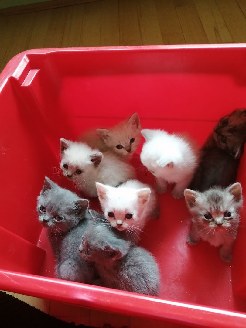 Britisch Kurzhaar Kitten