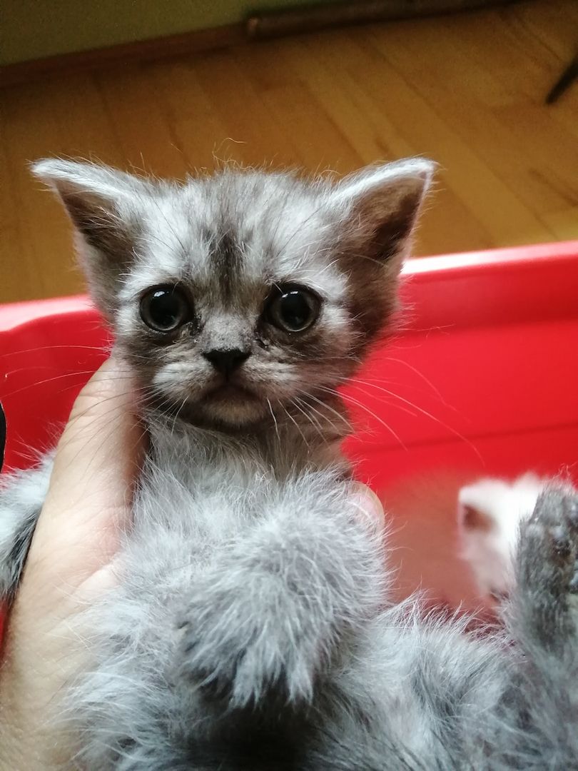 Britisch Kurzhaar Kitten