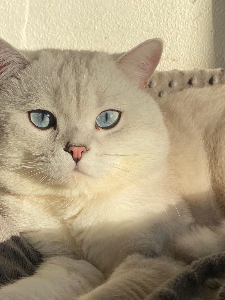 Britisch Kurzhaar Kitten