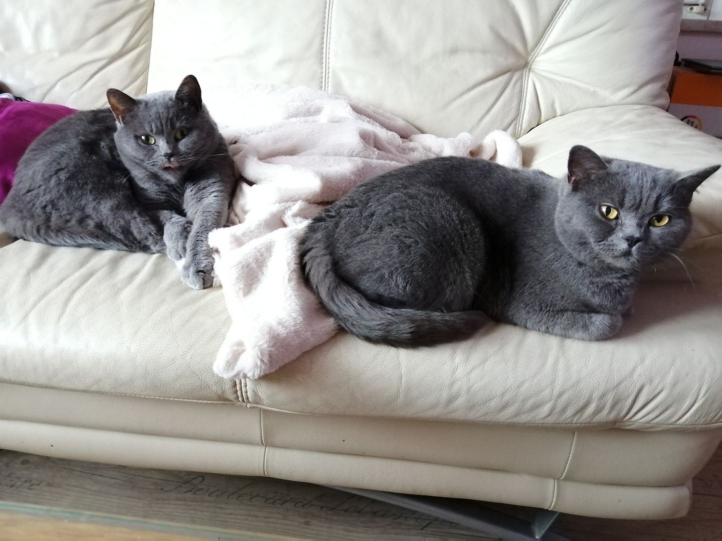 Britisch Kurzhaar Kitten