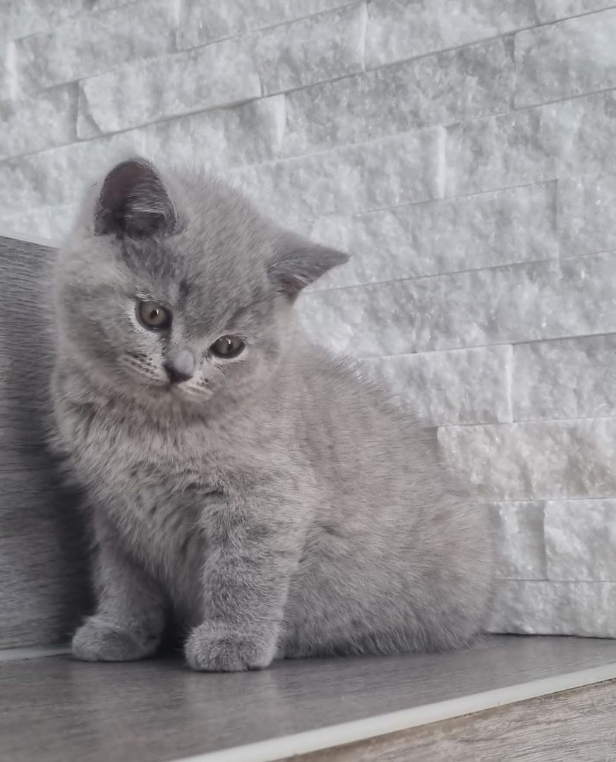 BKH Kitten mit Stammbaum abzugeben