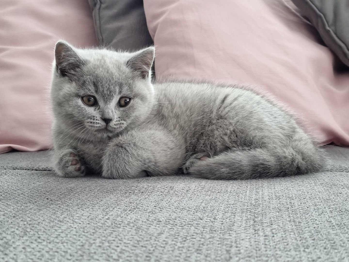 BKH Kitten mit Stammbaum abzugeben