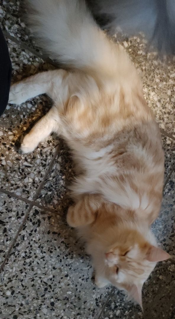 Reinrassige norwegische Waldkatzen