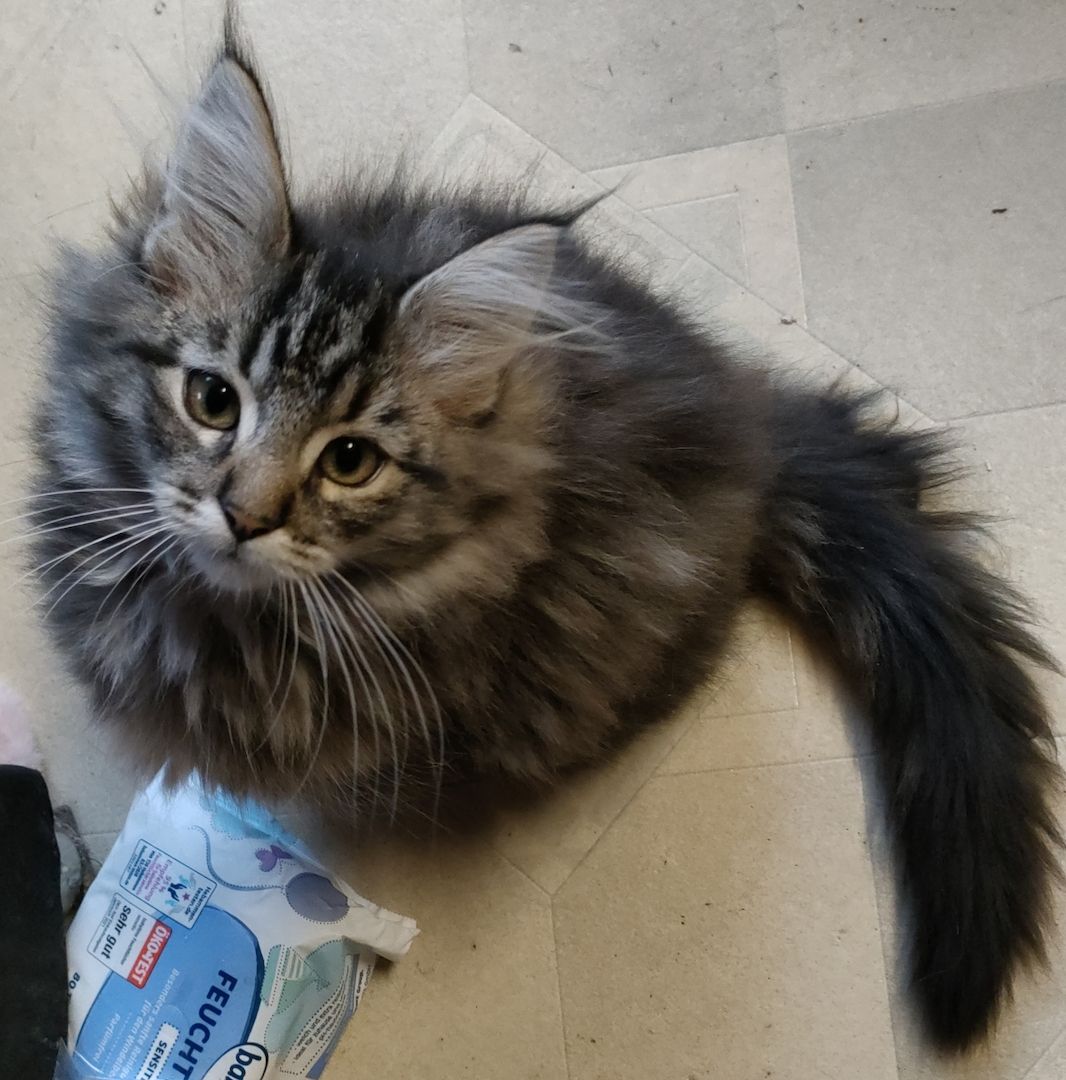 Reinrassige norwegische Waldkatzen