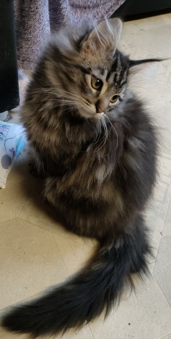 Reinrassige norwegische Waldkatzen