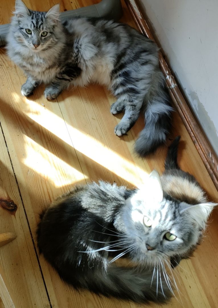 Reinrassige norwegische Waldkatzen