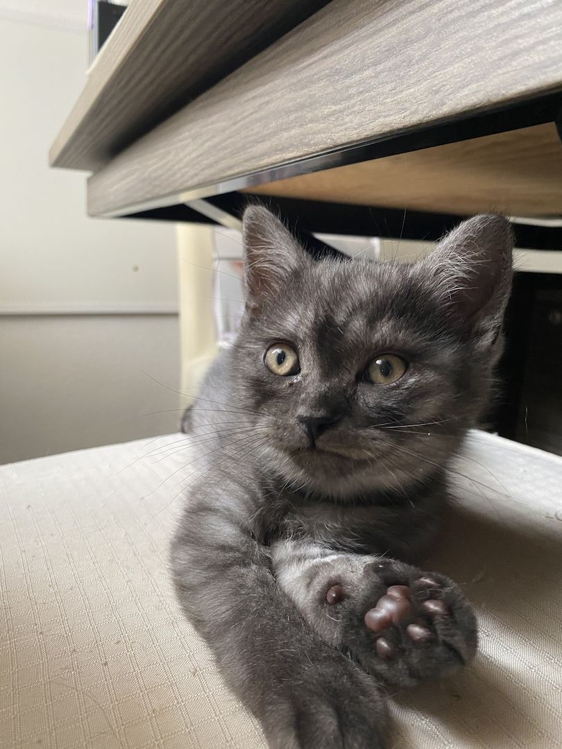 Britisch Kurzhaar Baby Kätzchen