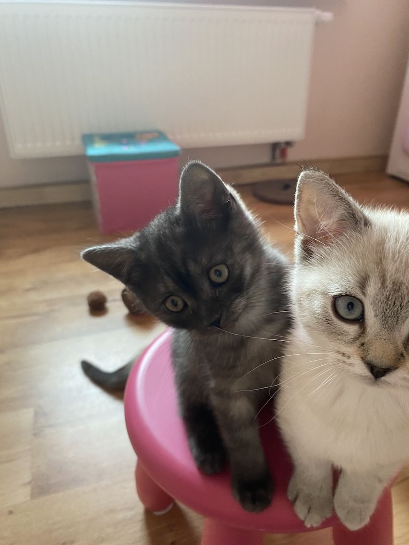 Britisch Kurzhaar Baby Kätzchen