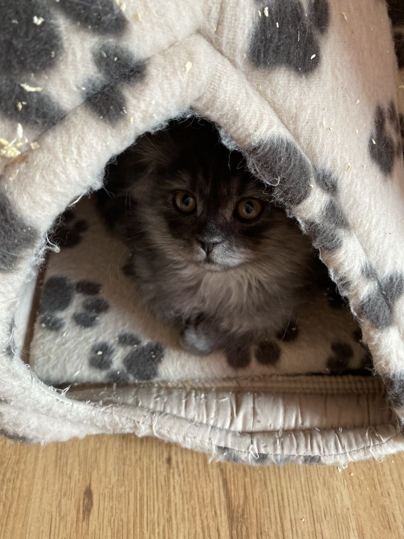 Britisch Kurzhaar Baby Kätzchen