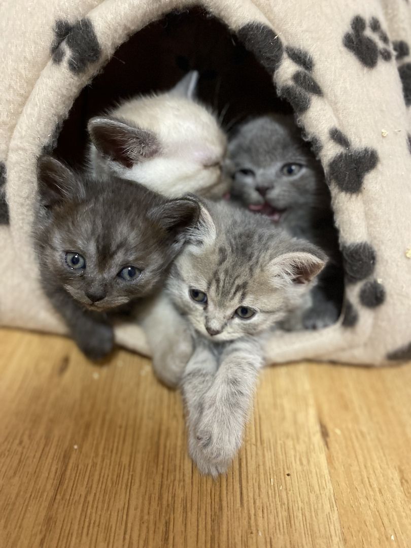 Britisch Kurzhaar Baby Kätzchen