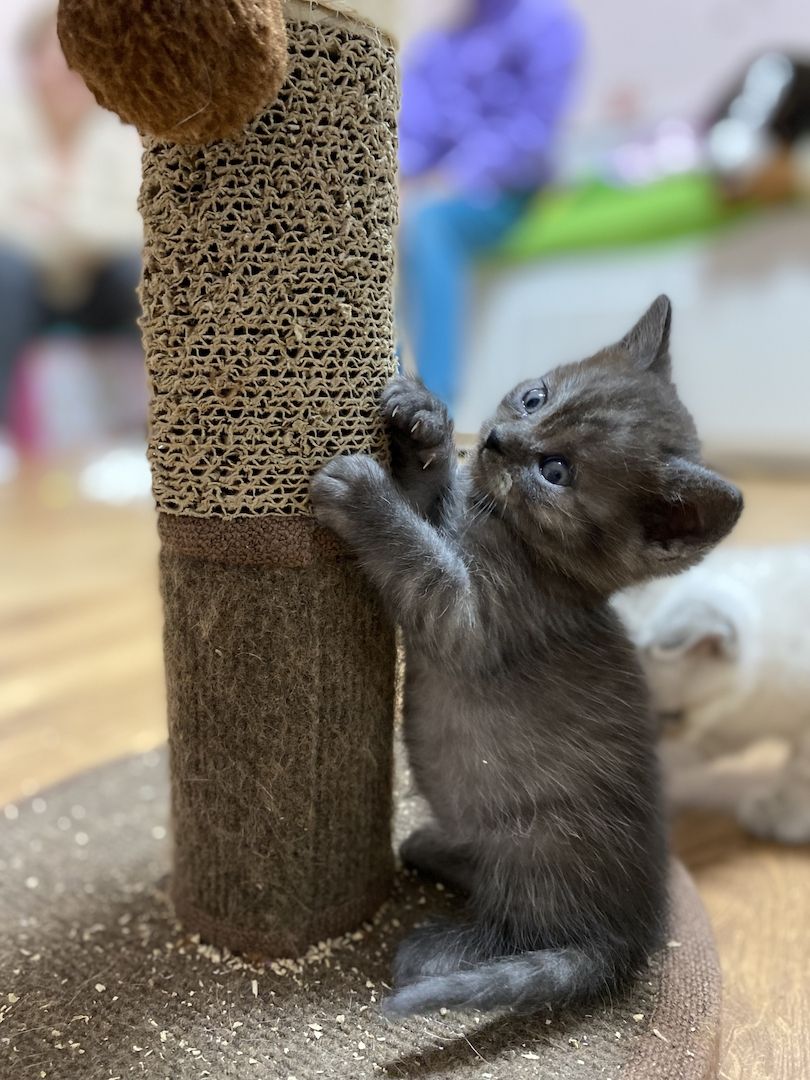 Britisch Kurzhaar Baby Kätzchen