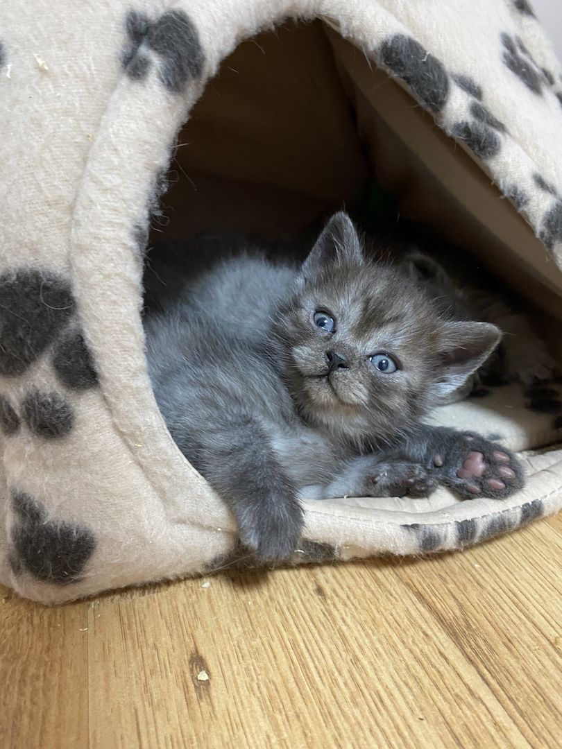 Britisch Kurzhaar Baby Kätzchen