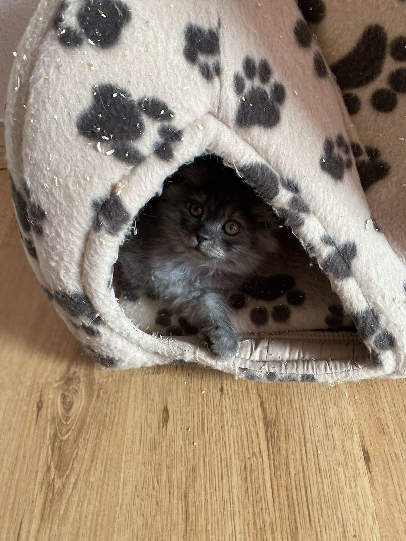 Britisch Kurzhaar Baby Kätzchen