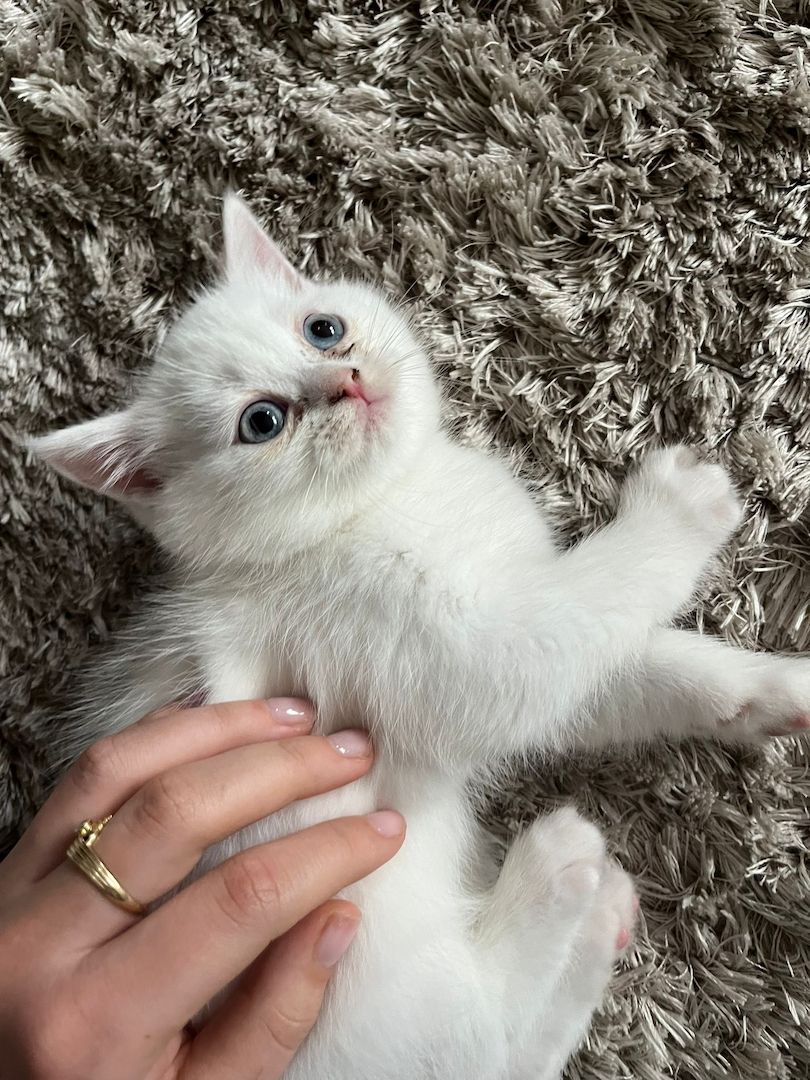 Bkh/Perser Mix Kitten