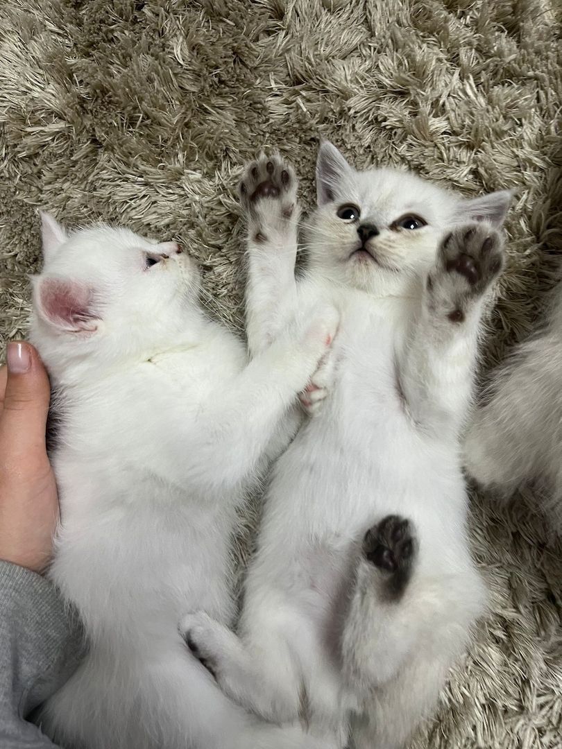 Bkh/Perser Mix Kitten