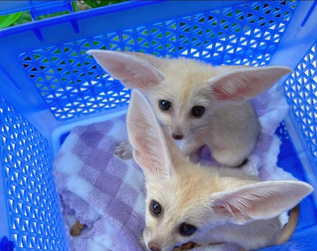 Fennec-Fuchs verfügbar