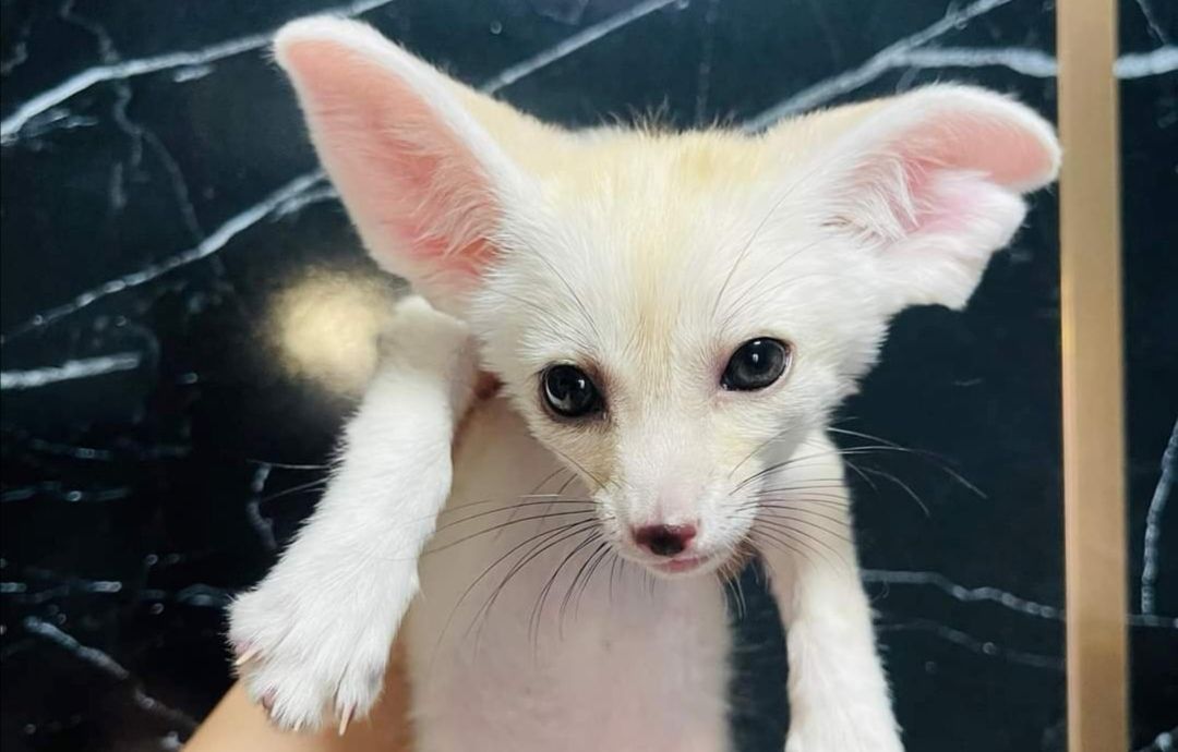 Fennec-Fuchs verfügbar