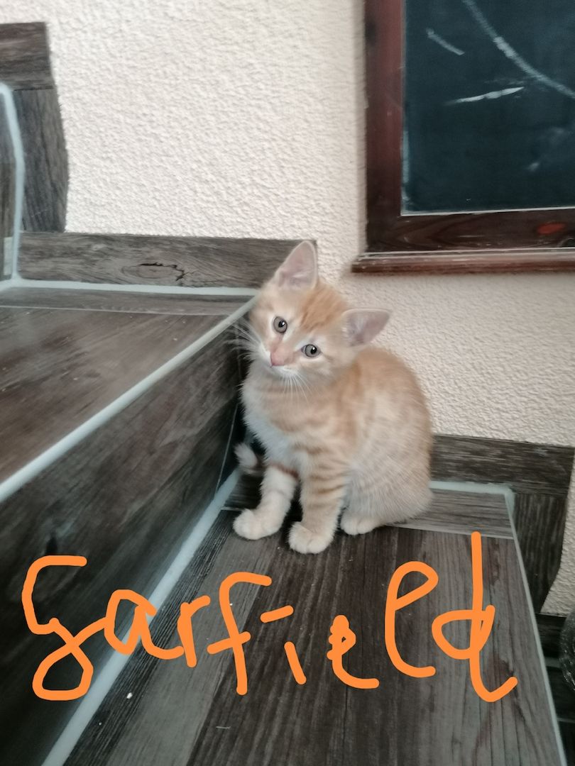 Mix Kitten Mix Kitten