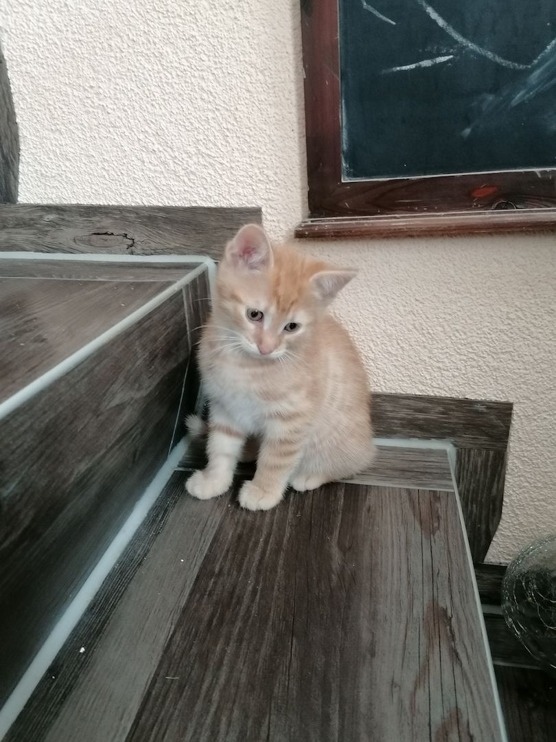 Mix Kitten Mix Kitten