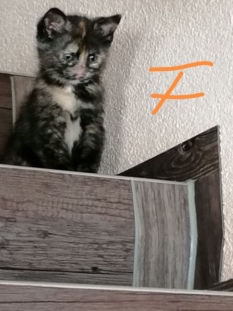 Mix Kitten Mix Kitten