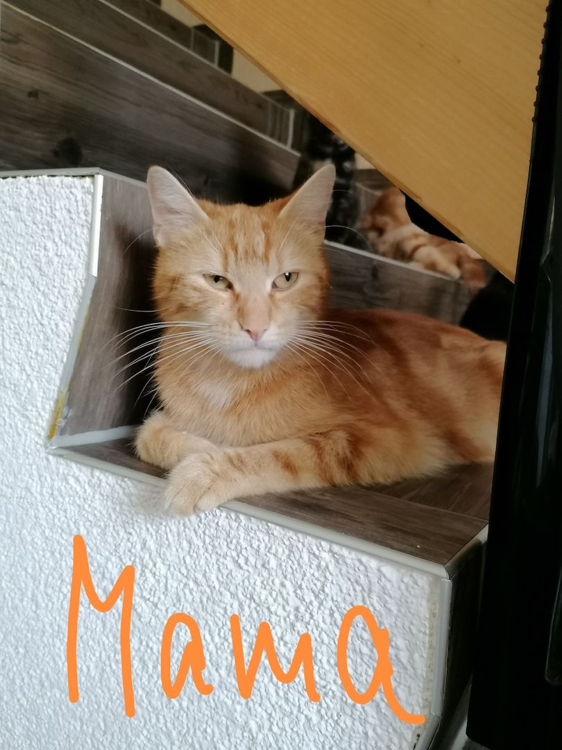 Mix Kitten Mix Kitten