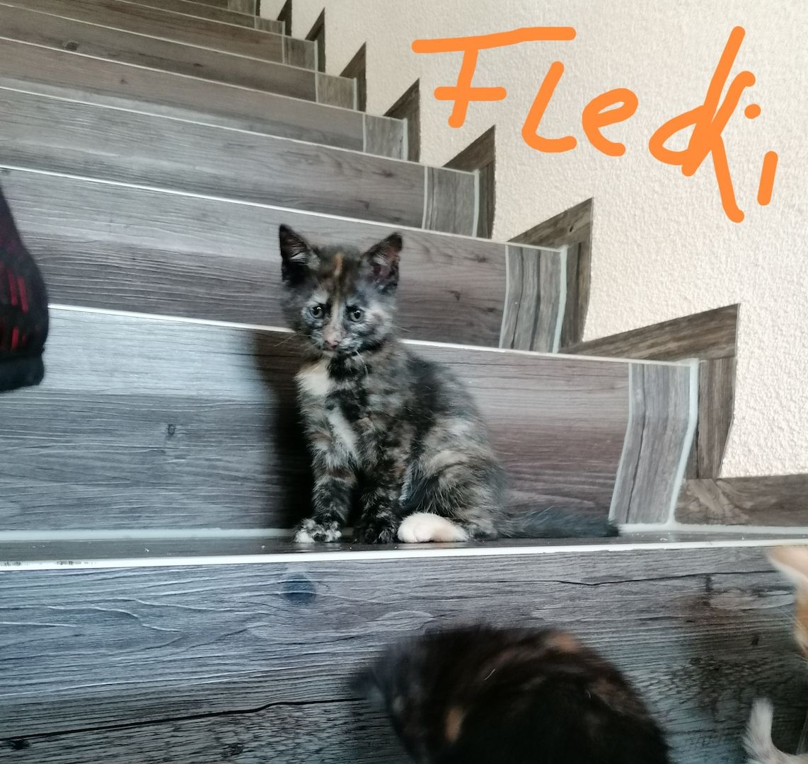 Mix Kitten Mix Kitten