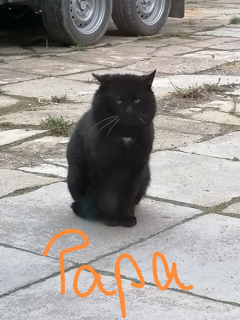 Mix Kitten Mix Kitten