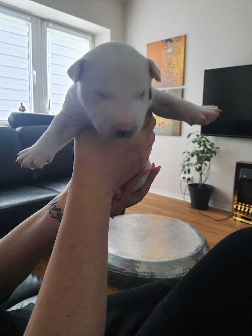 Miniature Bullterier mit Ahnentafel