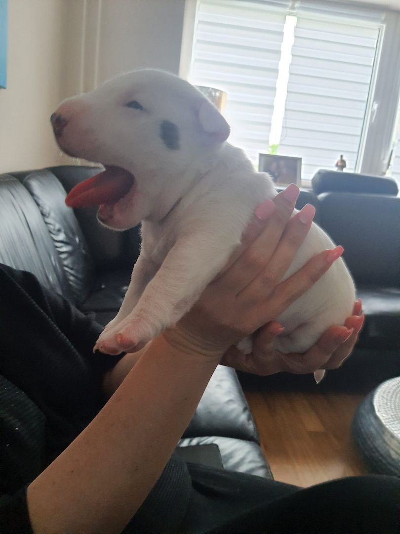 Miniature Bullterier mit Ahnentafel