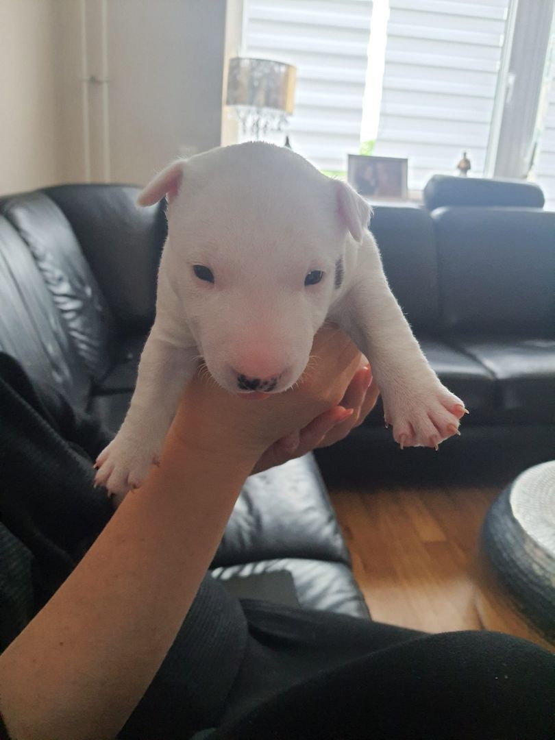 Miniature Bullterier mit Ahnentafel