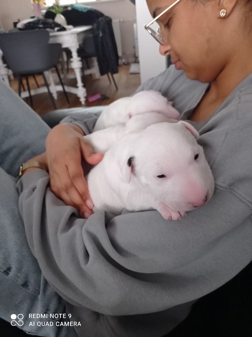 Miniature Bullterier mit Ahnentafel