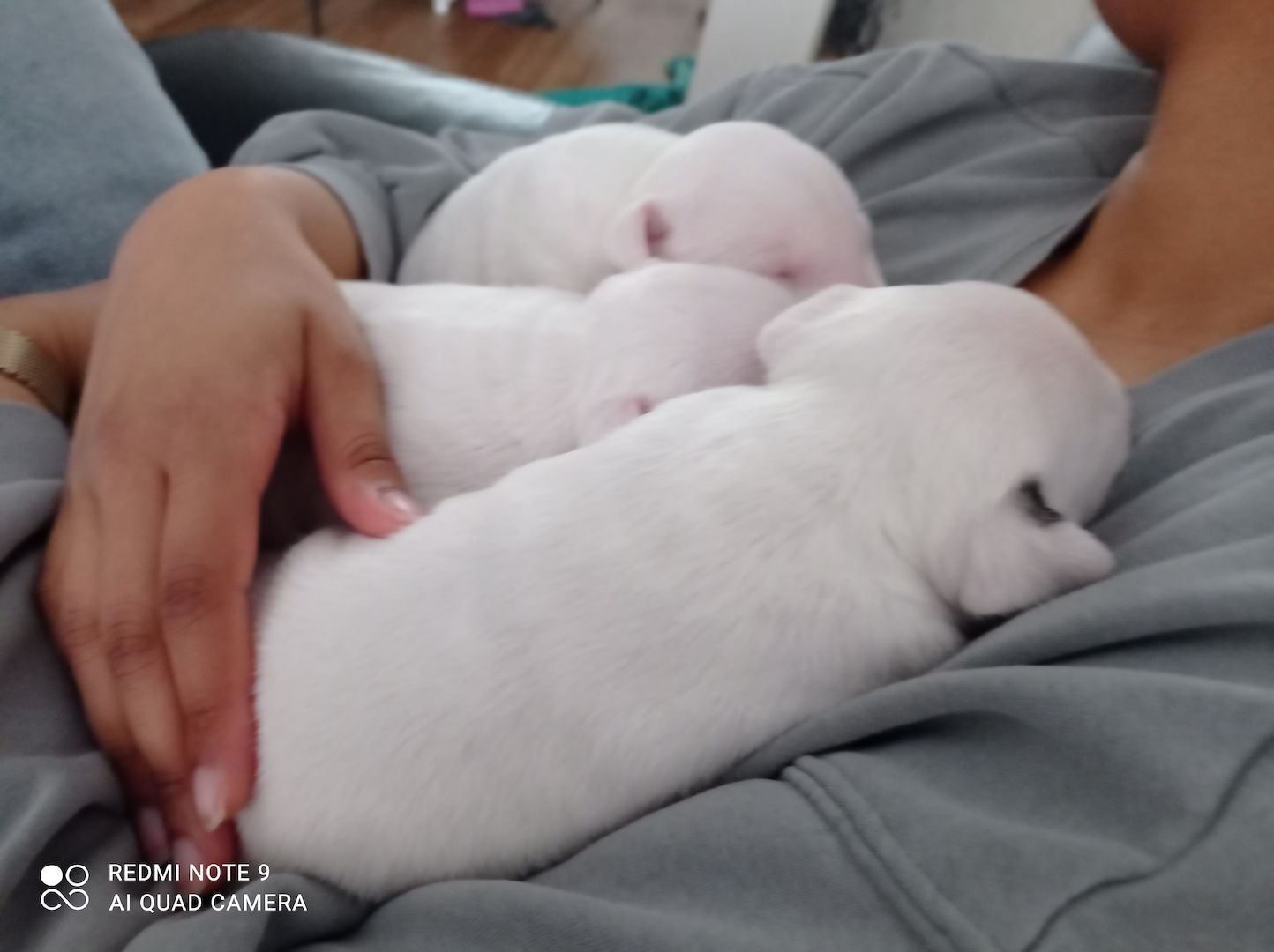 Miniature Bullterier mit Ahnentafel