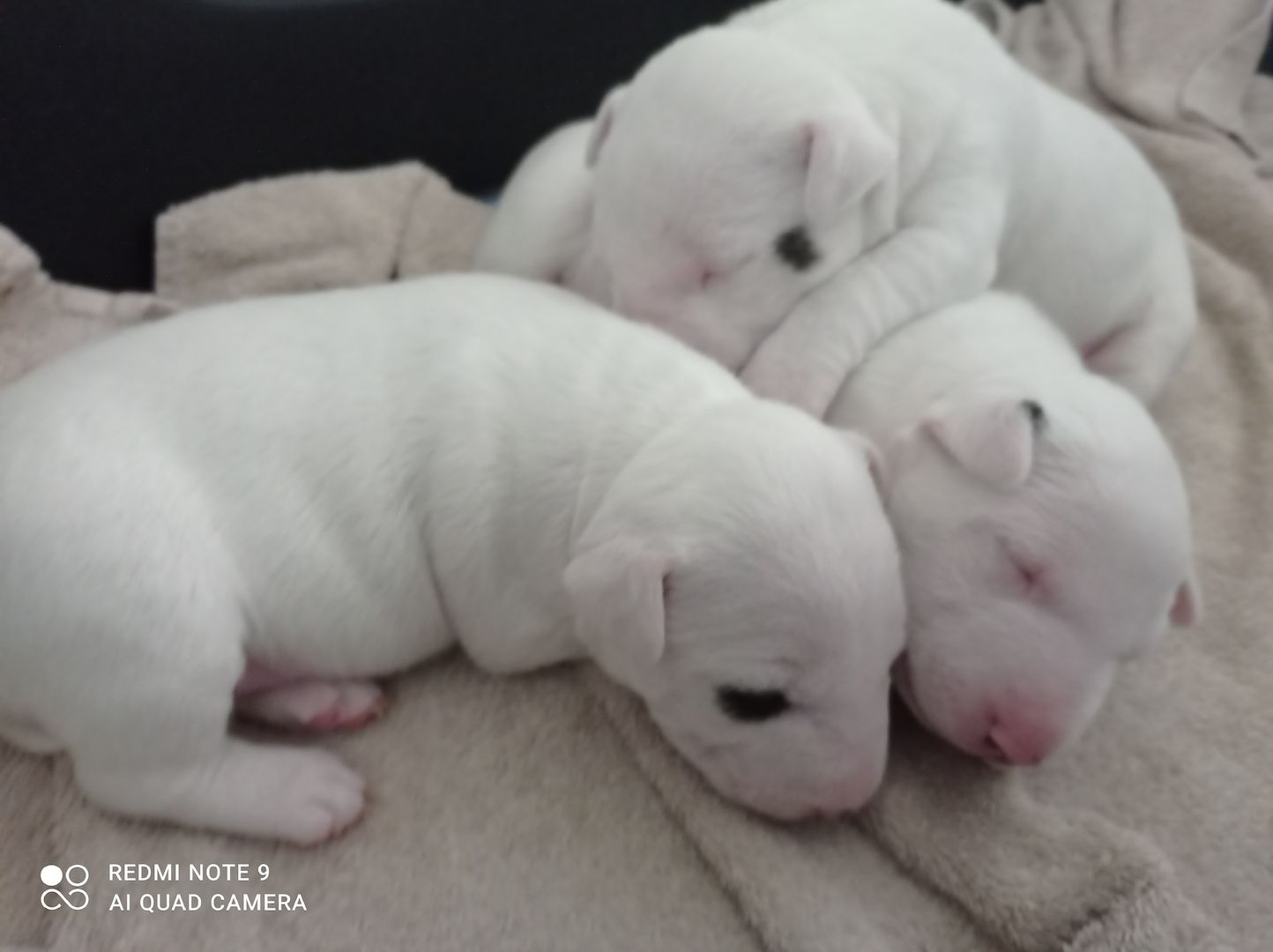 Miniature Bullterier mit Ahnentafel