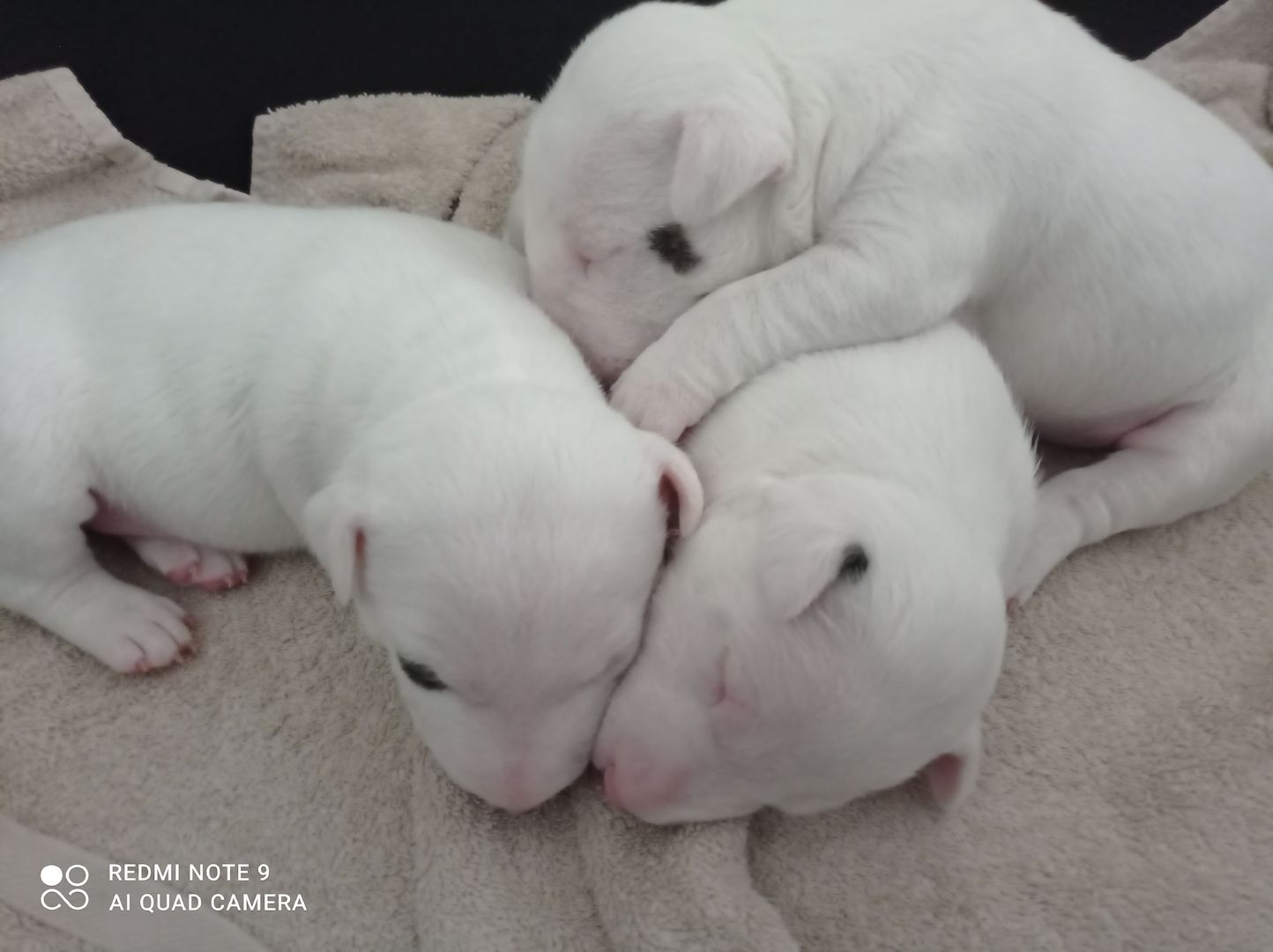 Miniature Bullterier mit Ahnentafel