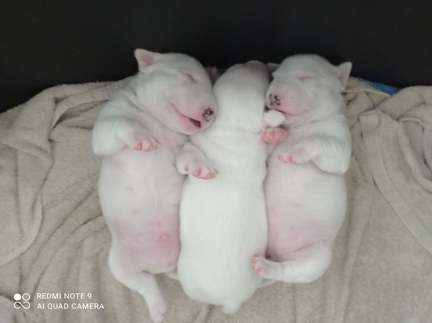 Miniature Bullterier mit Ahnentafel