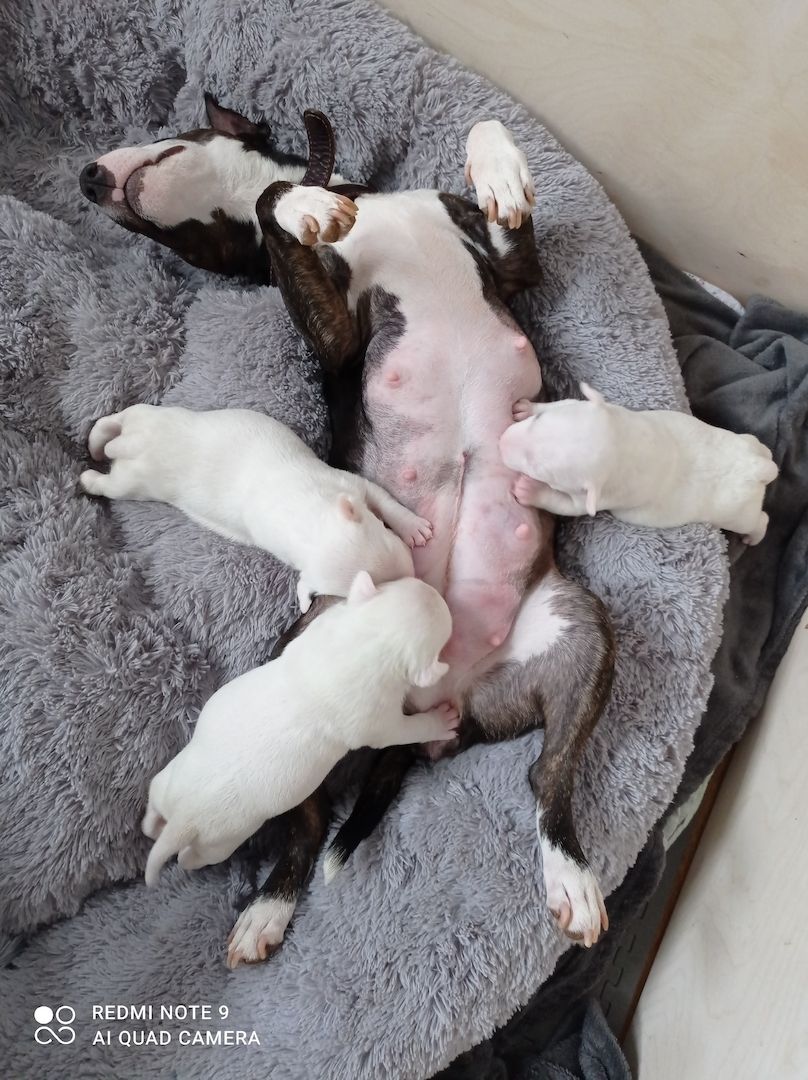 Miniature Bullterier mit Ahnentafel