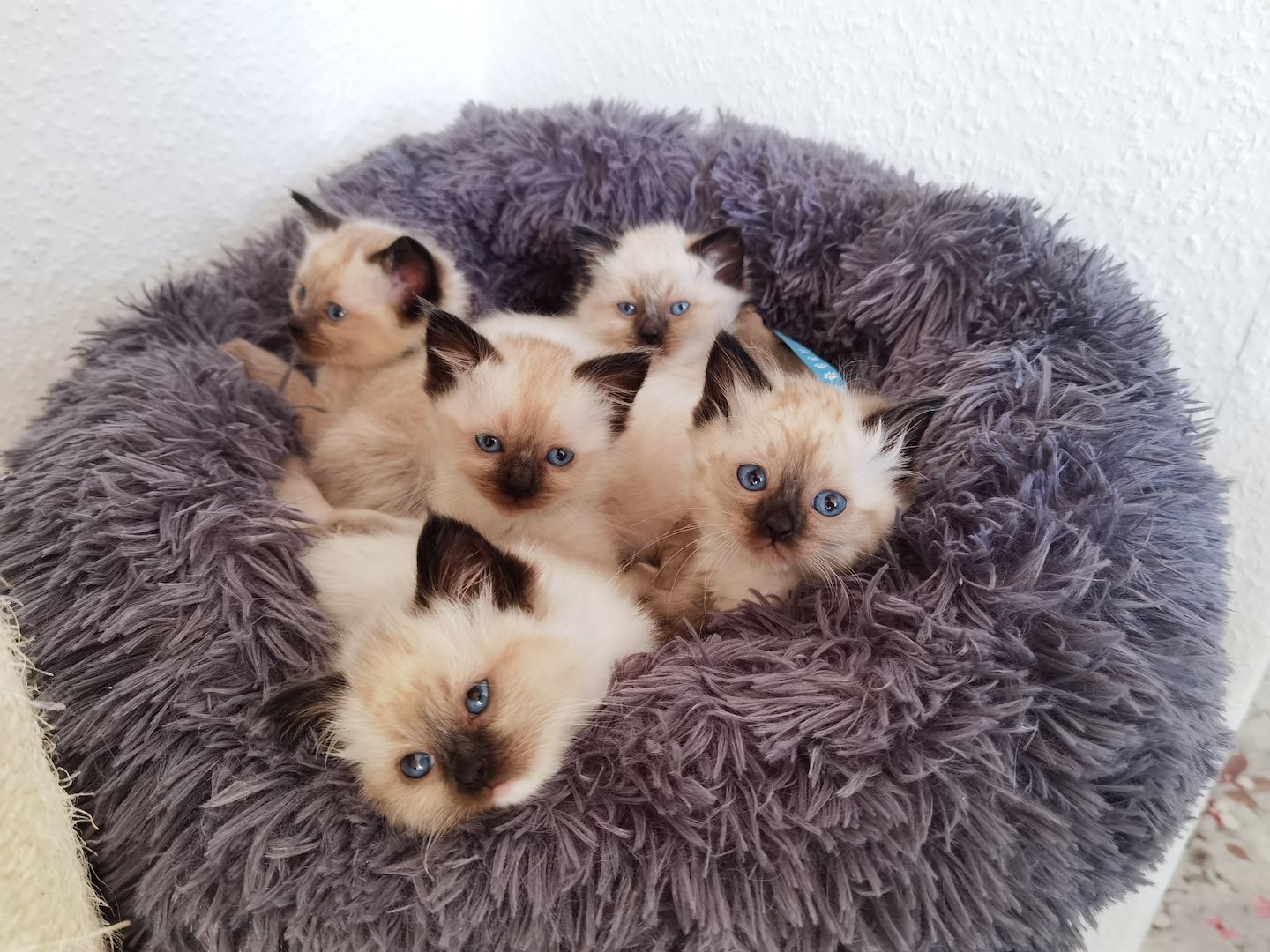 Ragdoll Kitten Ragdoll Kitten