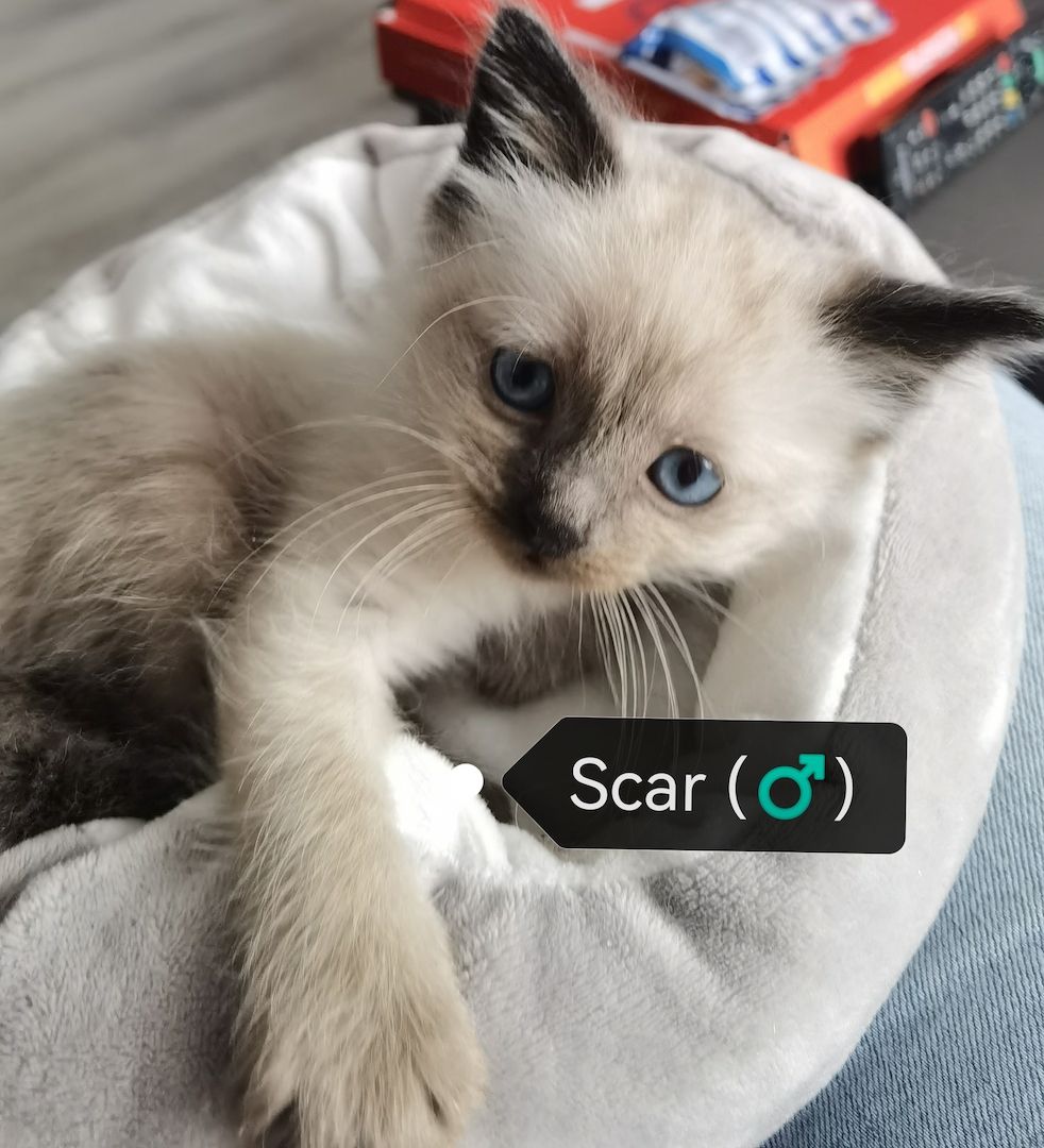 Ragdoll Kitten Ragdoll Kitten