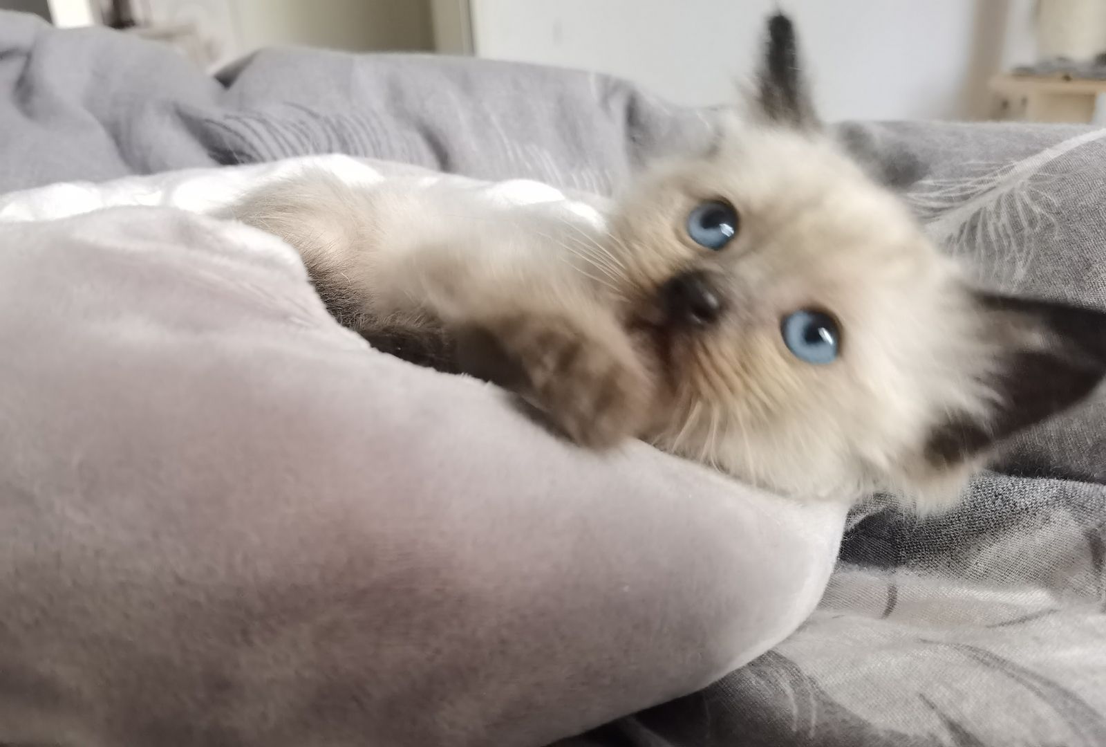 Ragdoll Kitten Ragdoll Kitten