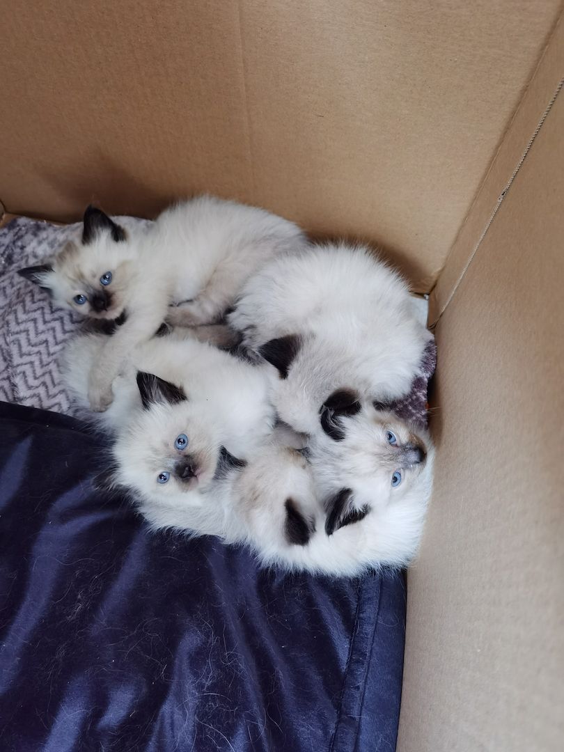 Ragdoll Kitten Ragdoll Kitten